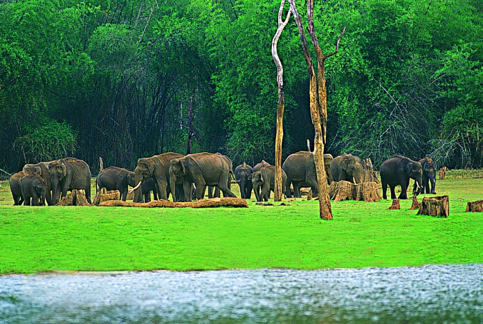 Kerala-Gods-Own-Country-7